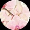 orchidreams